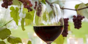 vinprimeur-4.jpg